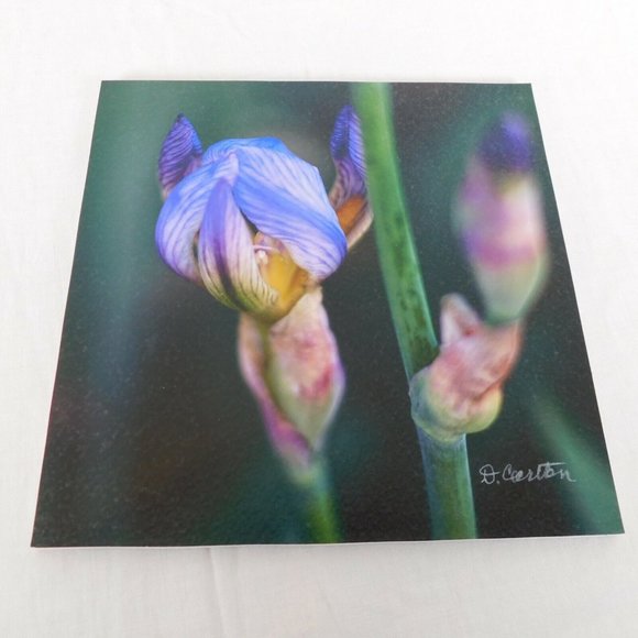 Purple Iris Flower Color Photography Lot of 4 Print Foam Board Botanical Nature - Picture 5 of 7
